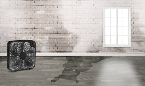 Best Mold removal after water damage  in Delano, MN